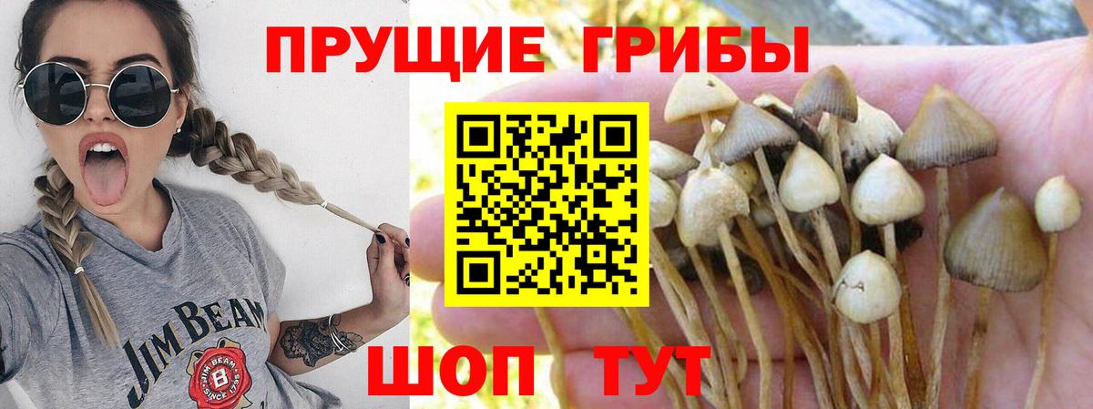 Галлюциногенные грибы Psilocybe  Вход с VPN  Клин 